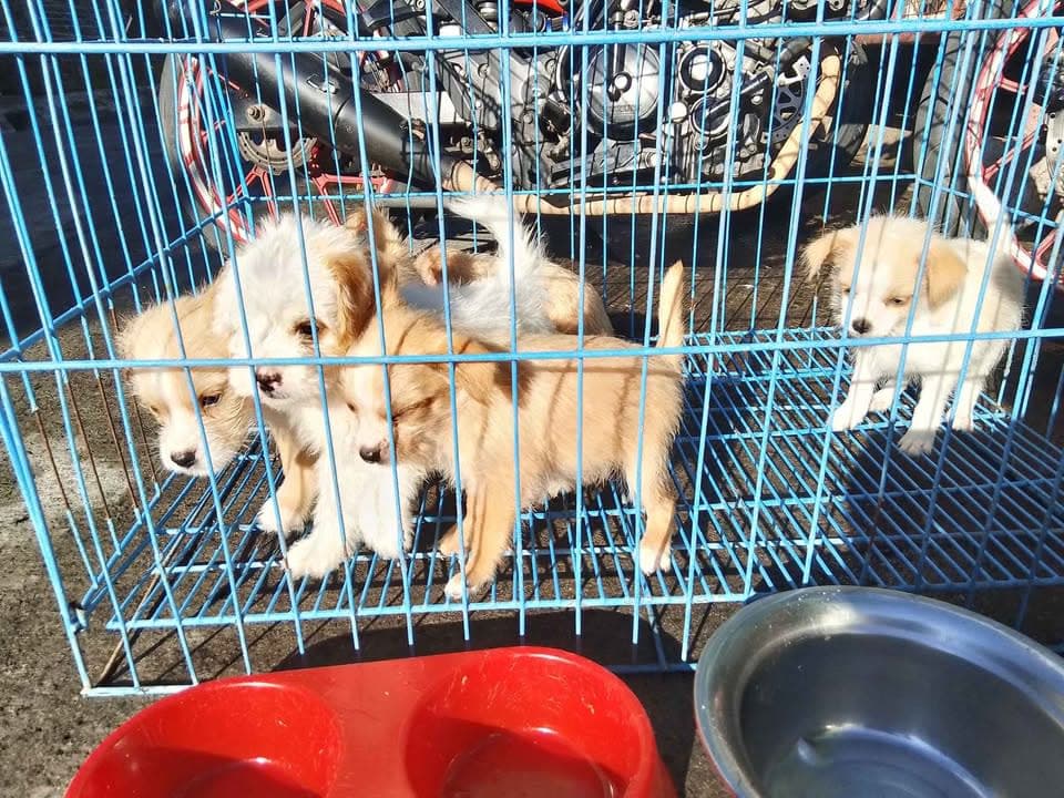 chihuahua/maltese photo 3