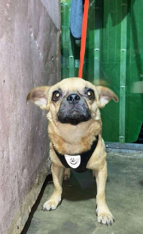 Chihuahua for Sale photo 2