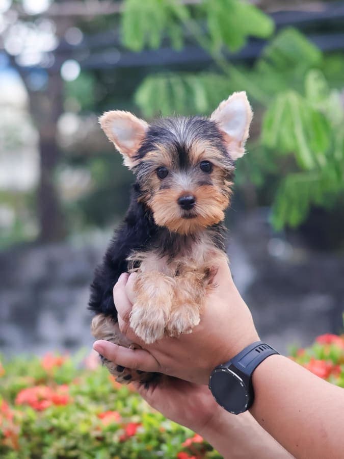 Teacup Yorkshire Terrier Puppies for Sale – MINIPET Philippines