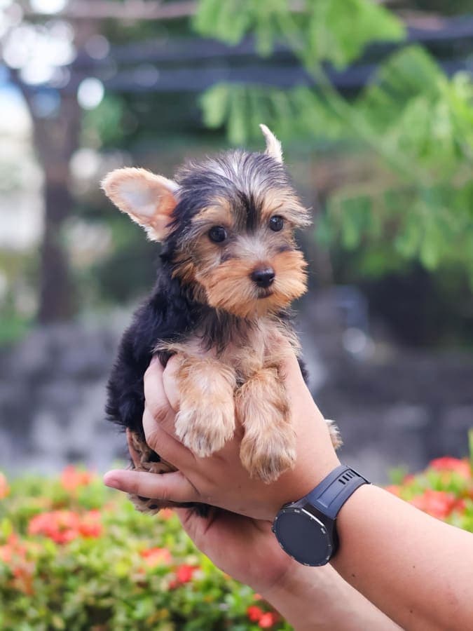 Teacup Yorkshire Terrier Puppies for Sale – MINIPET Philippines 2