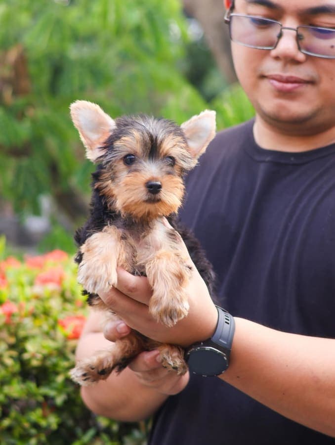 Teacup Yorkshire Terrier Puppies for Sale – MINIPET Philippines 3
