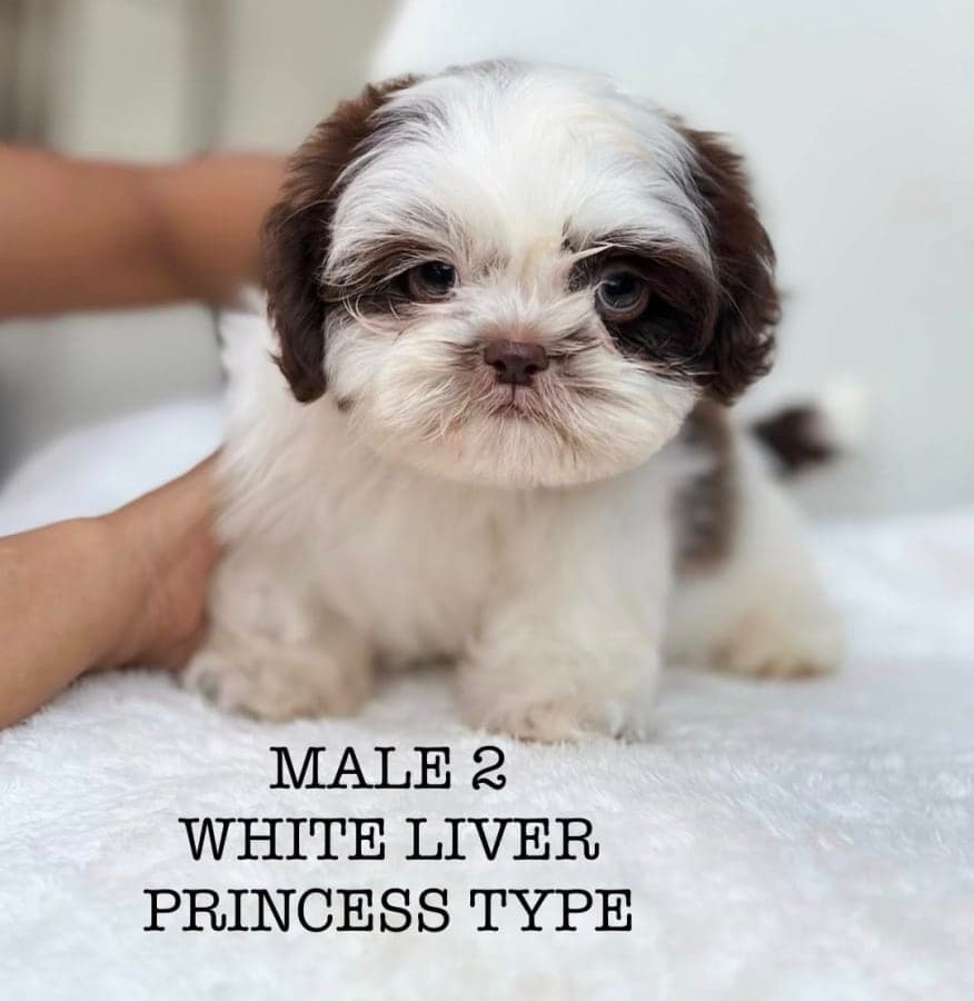 Fluffy Shih Tzu Puppies for Sale – Princess Type | The Brave Paws