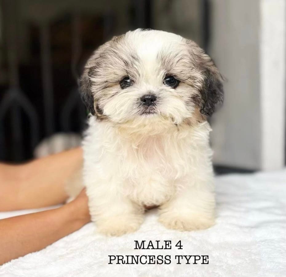 Fluffy Shih Tzu Puppies for Sale – Princess Type | The Brave Paws 2
