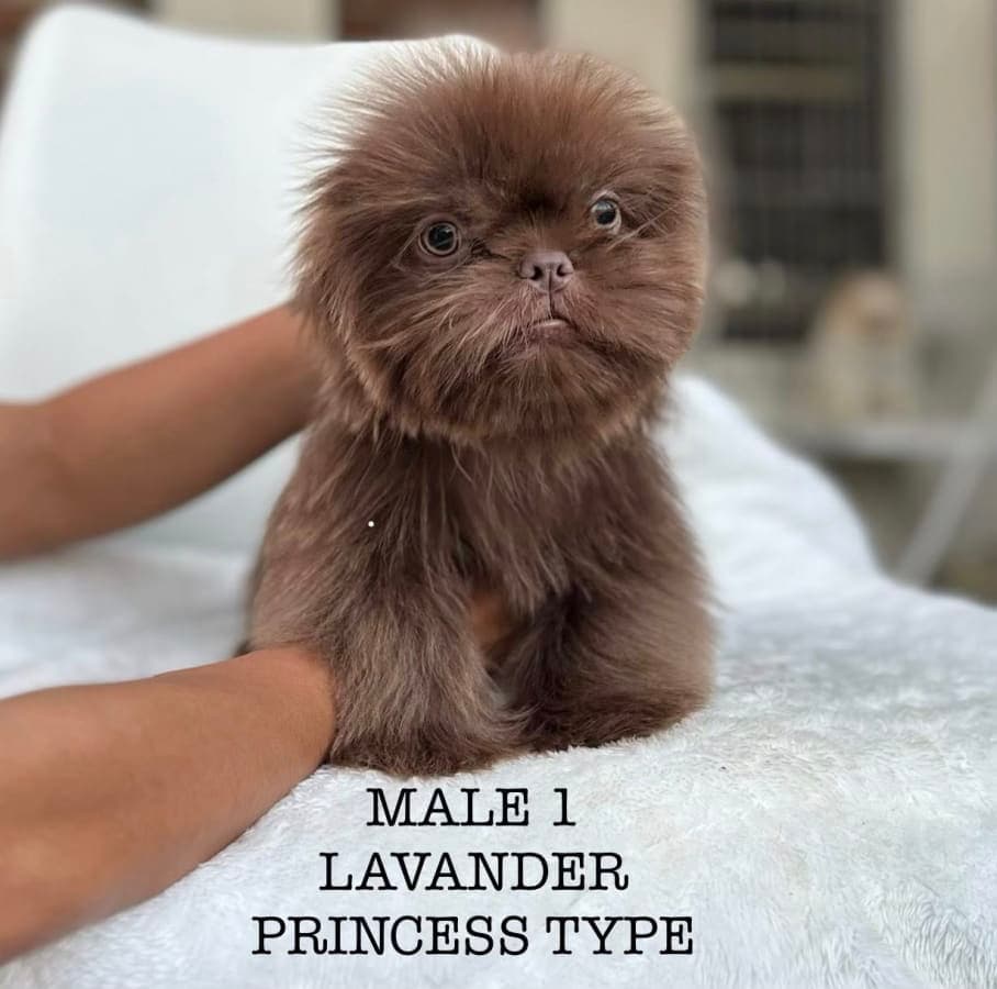 Fluffy Shih Tzu Puppies for Sale – Princess Type | The Brave Paws 3