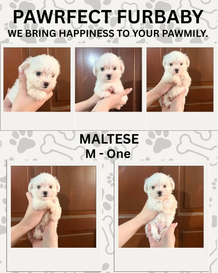 For Sale Maltese Furbaby