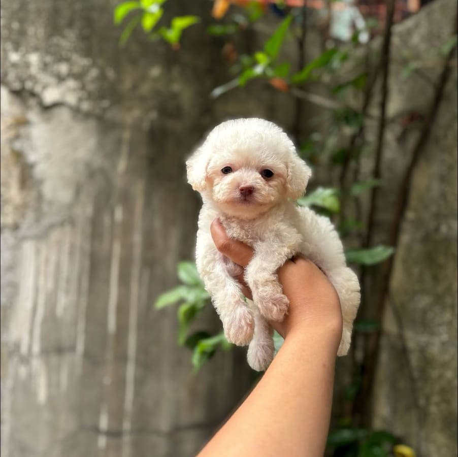 Toy Poodle For Sale