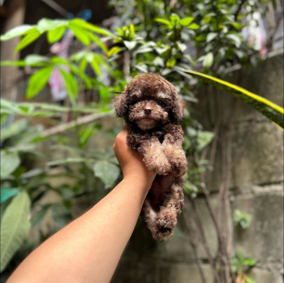 Toy Poodle For Sale 2