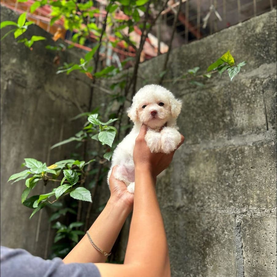 Toy Poodle For Sale 3