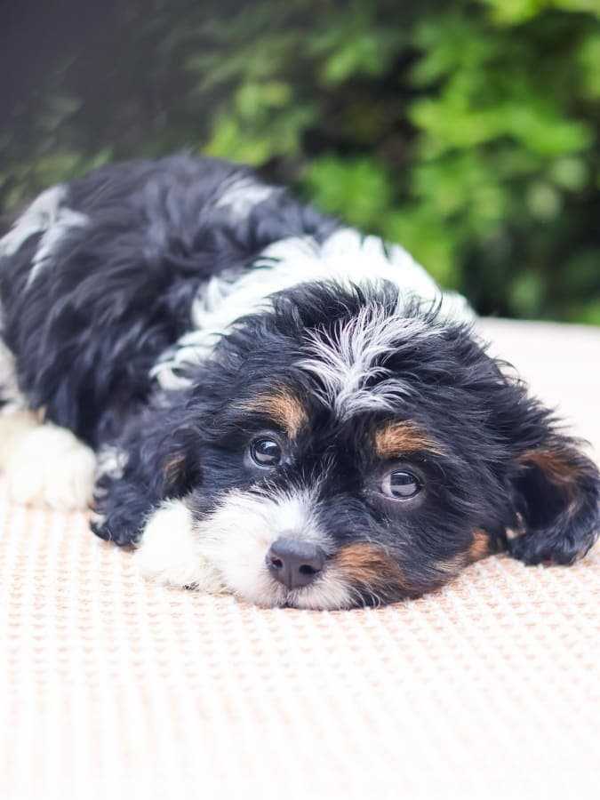 Cavapoo For Sale - Piolo - MINIPET Philippines