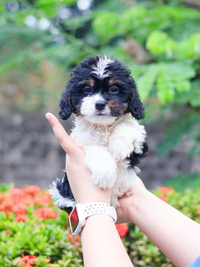 Cavapoo For Sale - Piolo - MINIPET Philippines 2