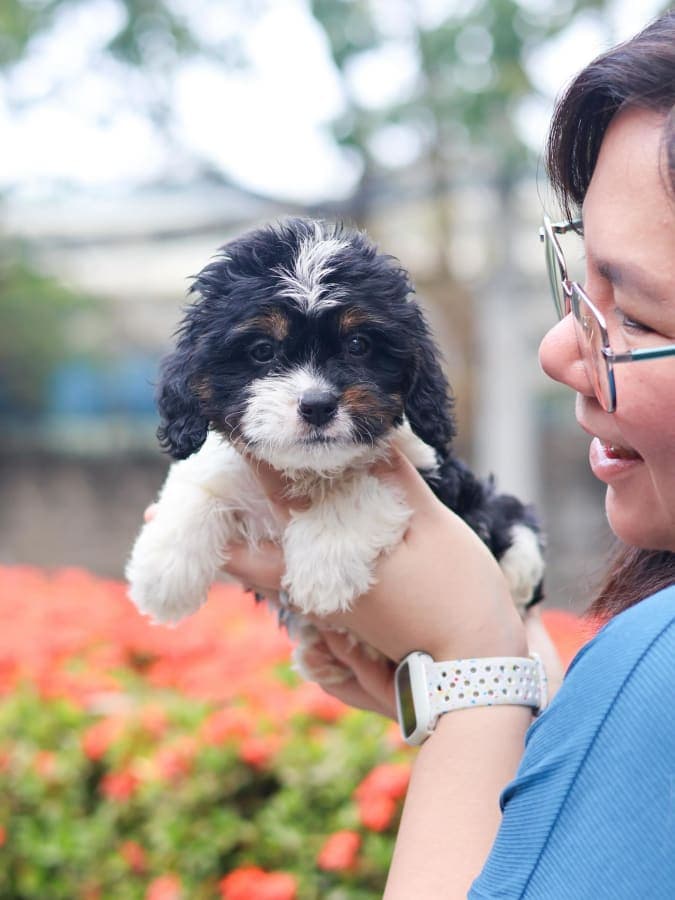 Cavapoo For Sale - Piolo - MINIPET Philippines 3