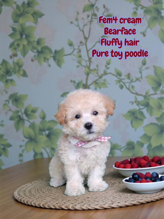 Toy Poodle For Sale 2