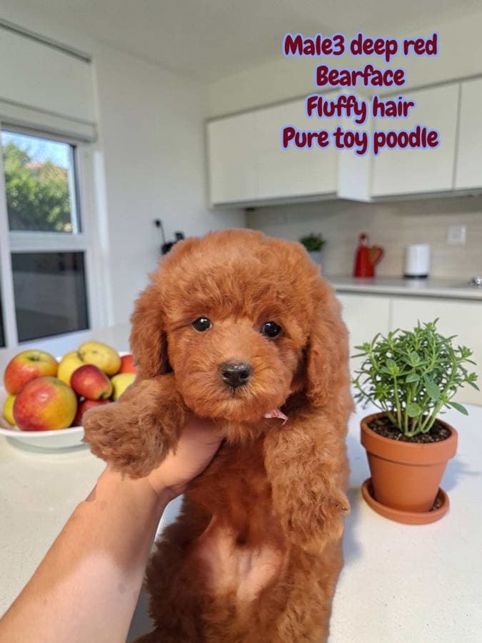 Toy Poodle For Sale 3