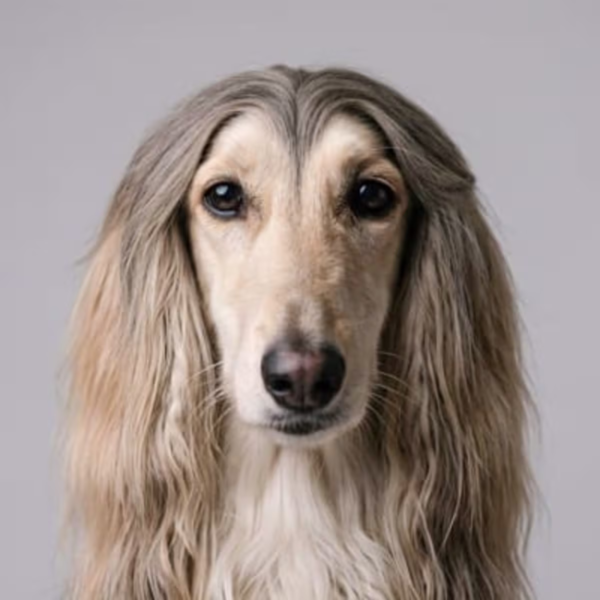 Afghan Hound for sale