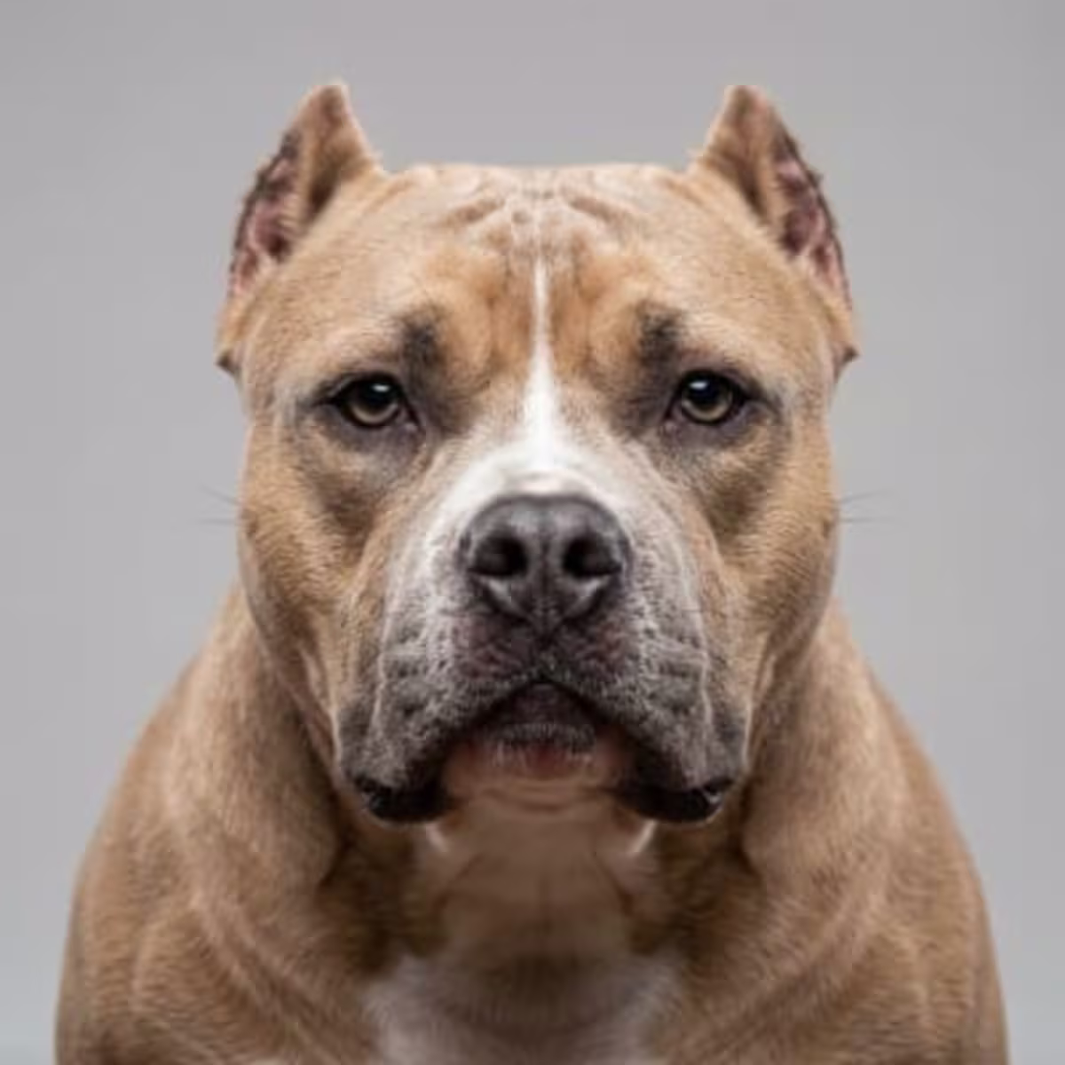 American Bully for sale