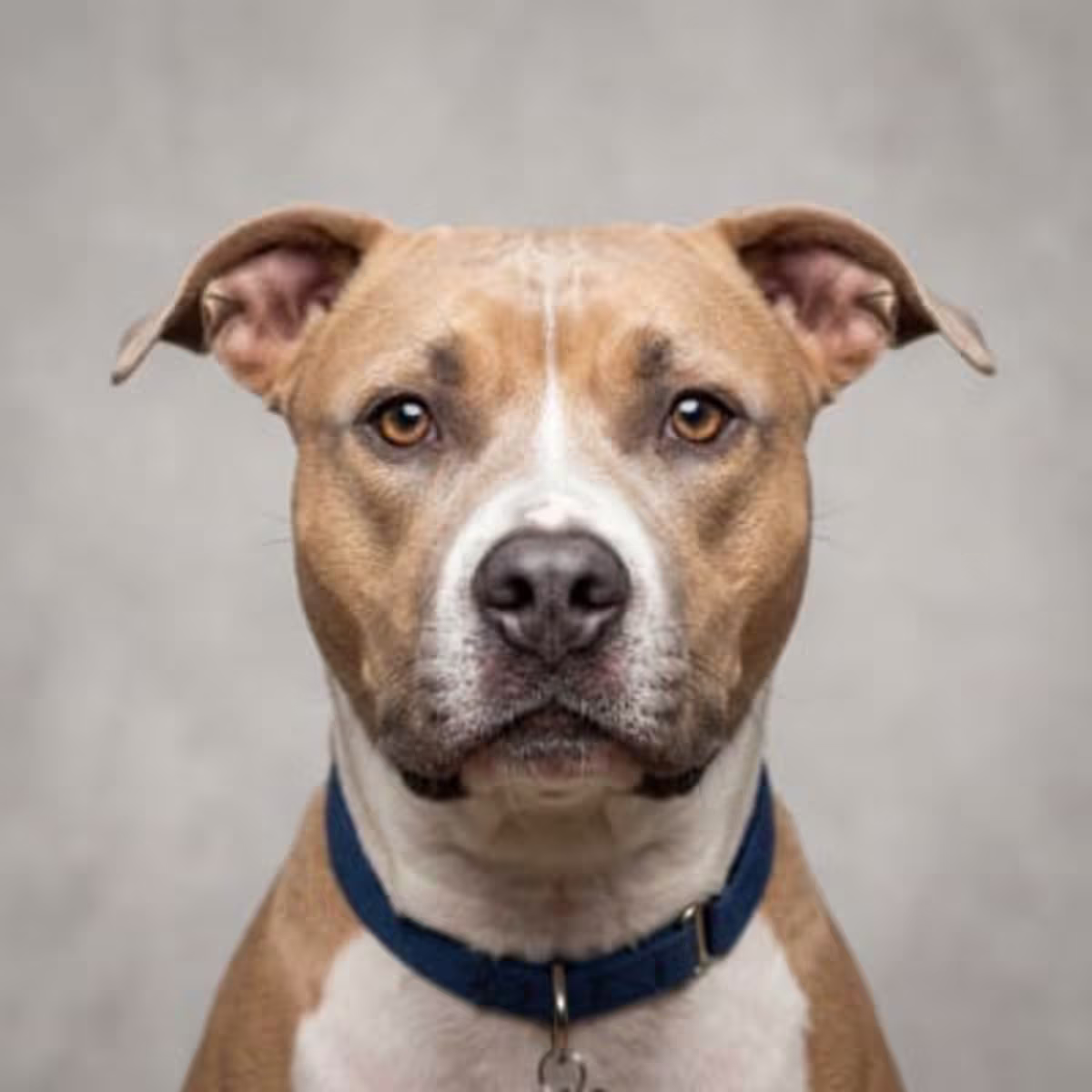 American Pit Bull Terrier for sale