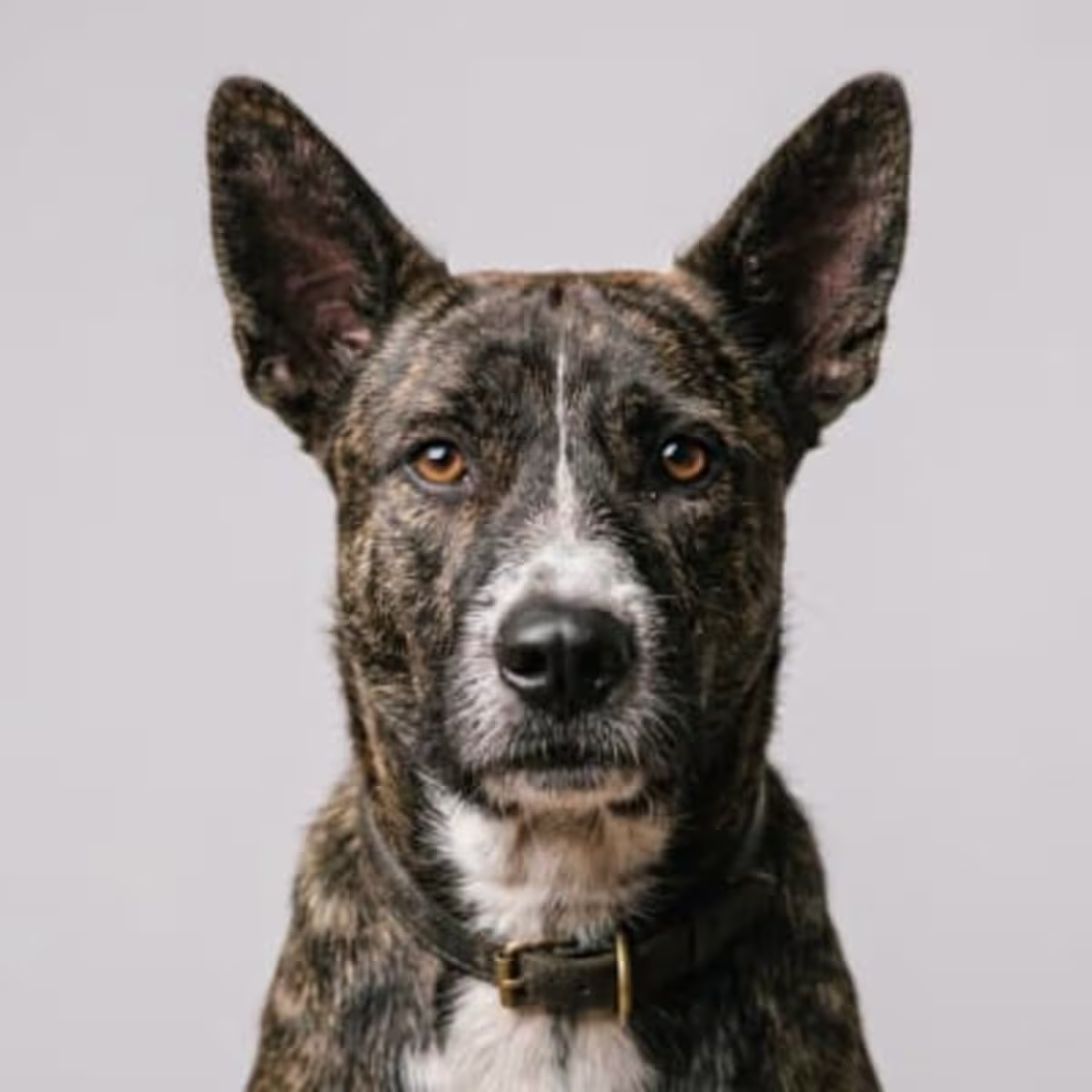 Asong Gubat for sale