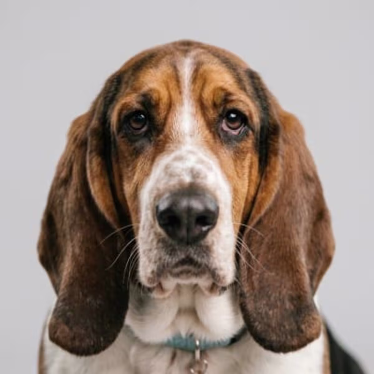 Basset Hound for sale