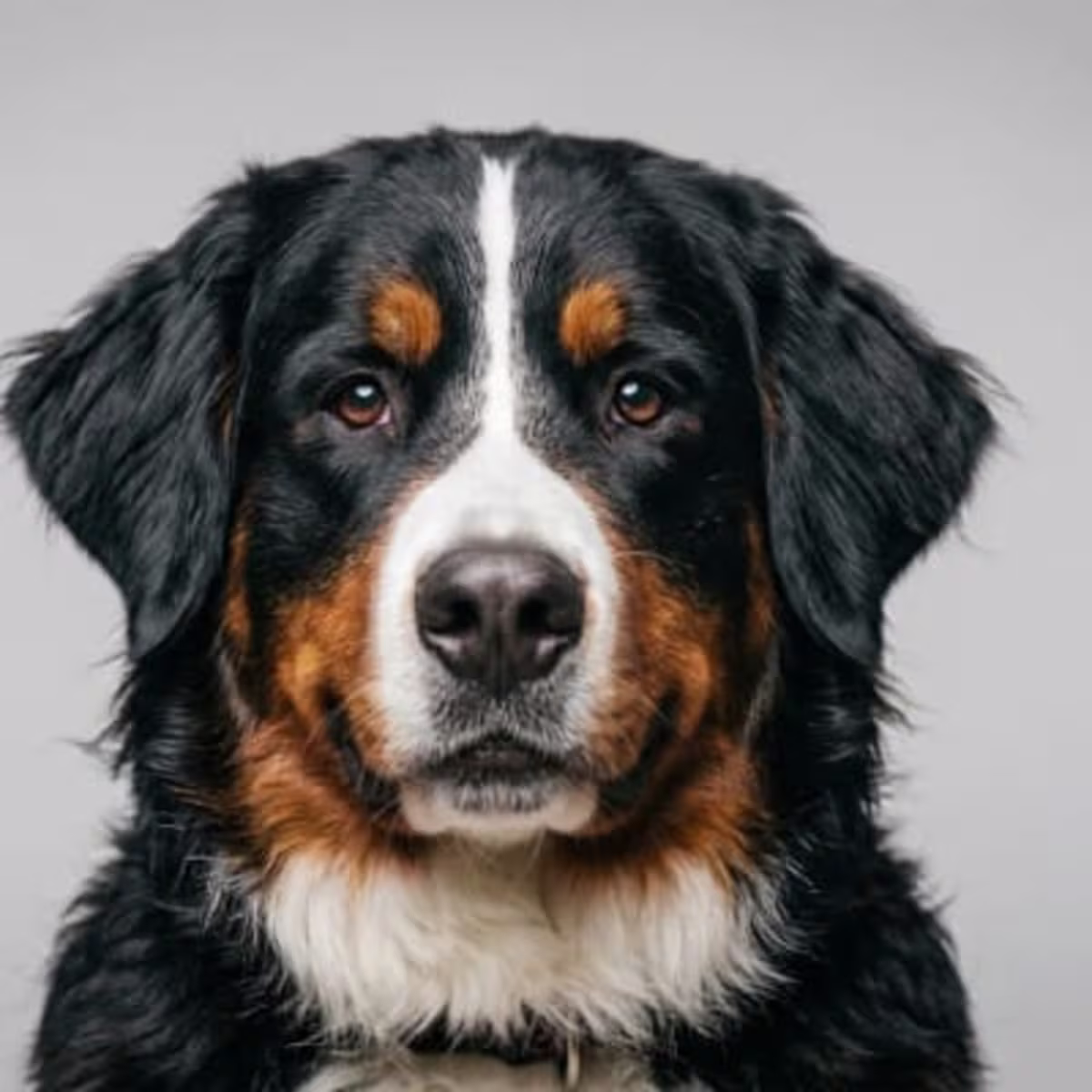 Bernese Mountain Dog for sale