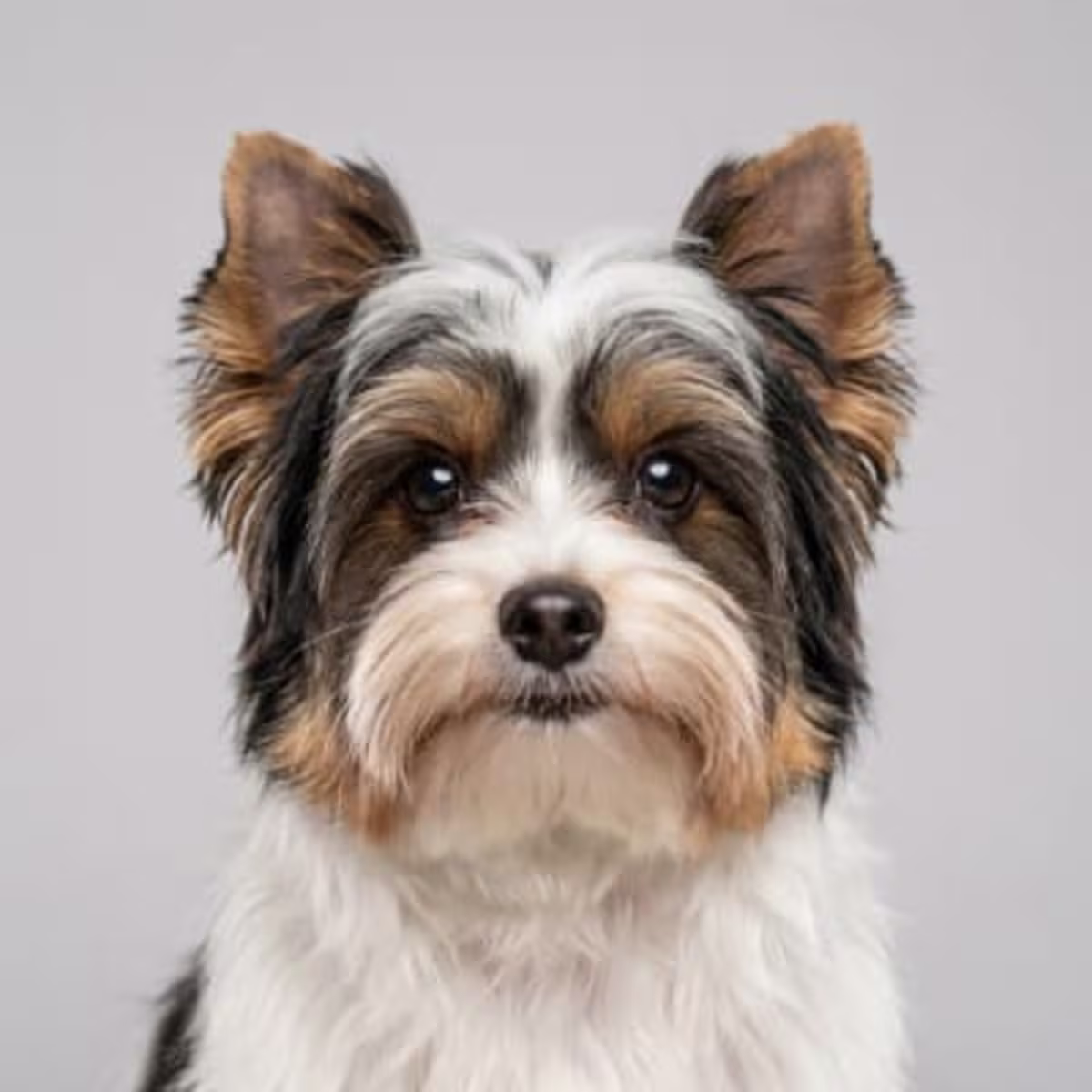 Biewer Terrier for sale