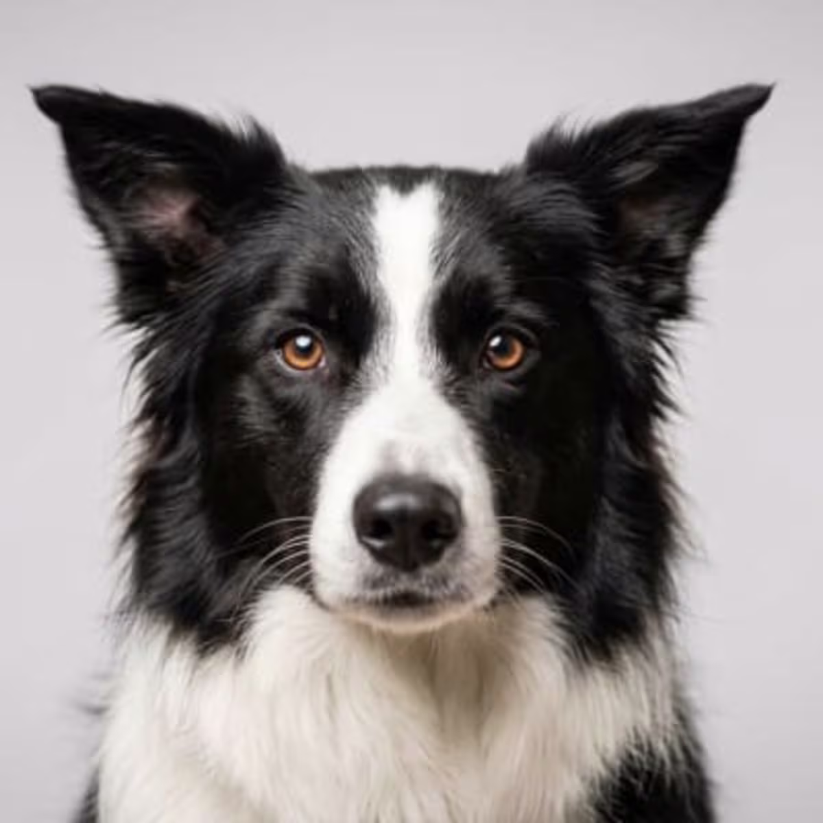 Border Collie for sale