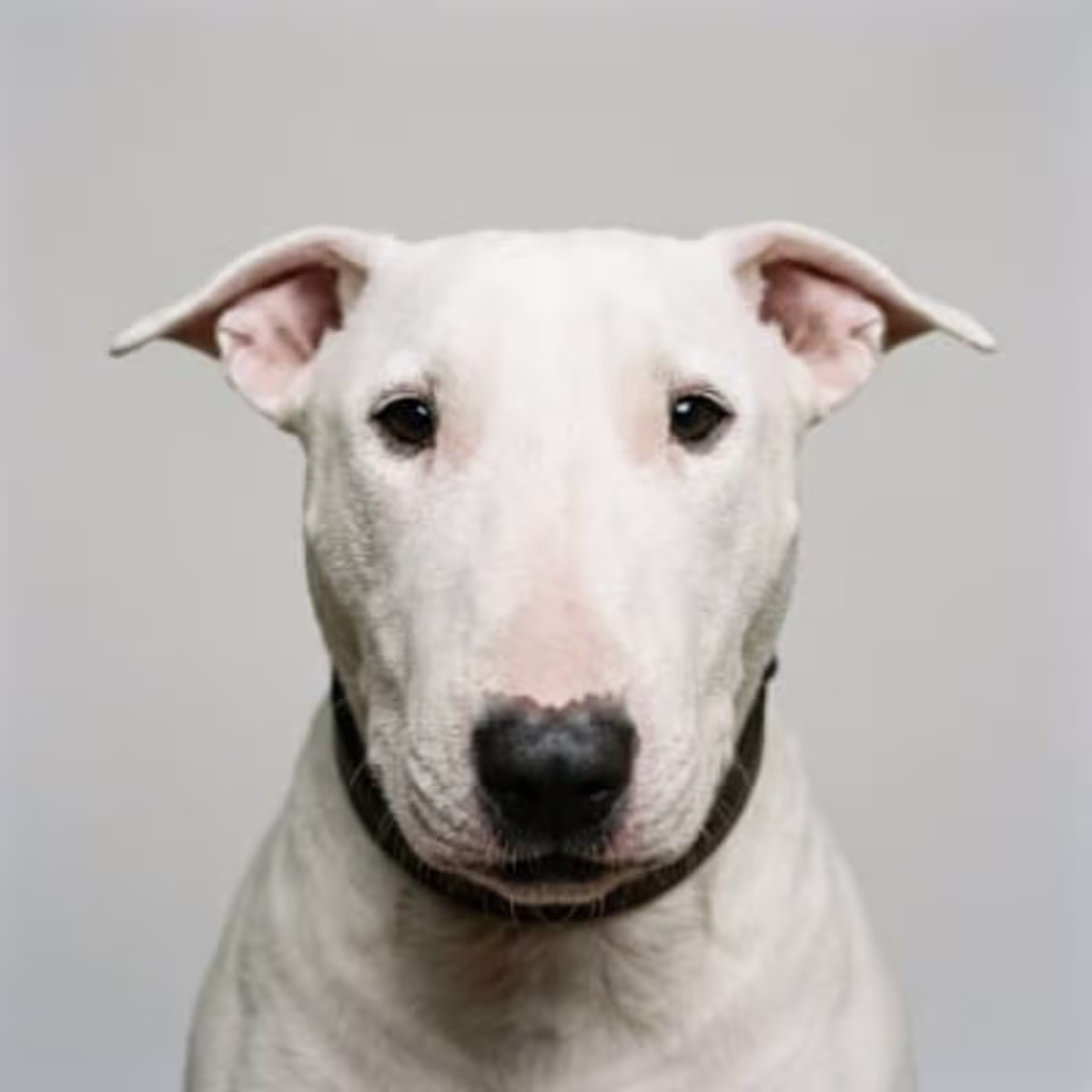 Bull Terrier for sale