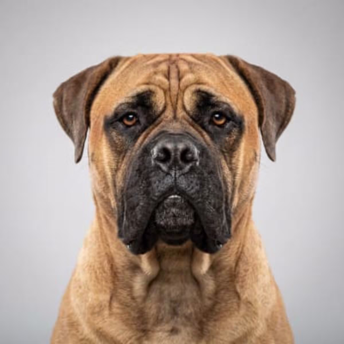 Bullmastiff for sale