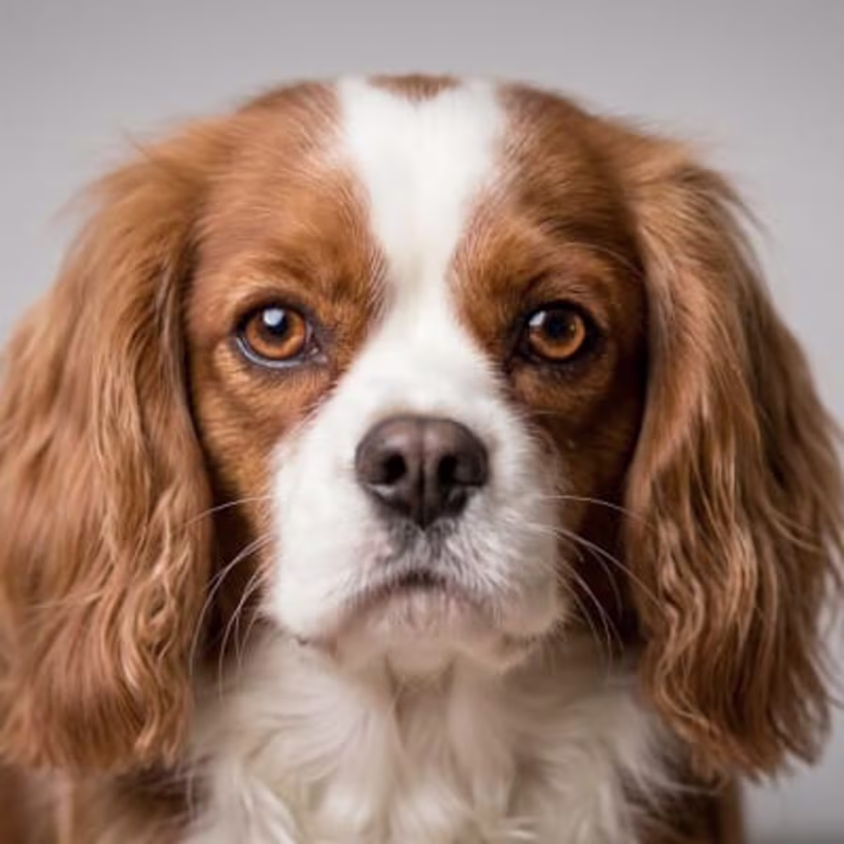 Cavalier King Charles Spaniel for sale