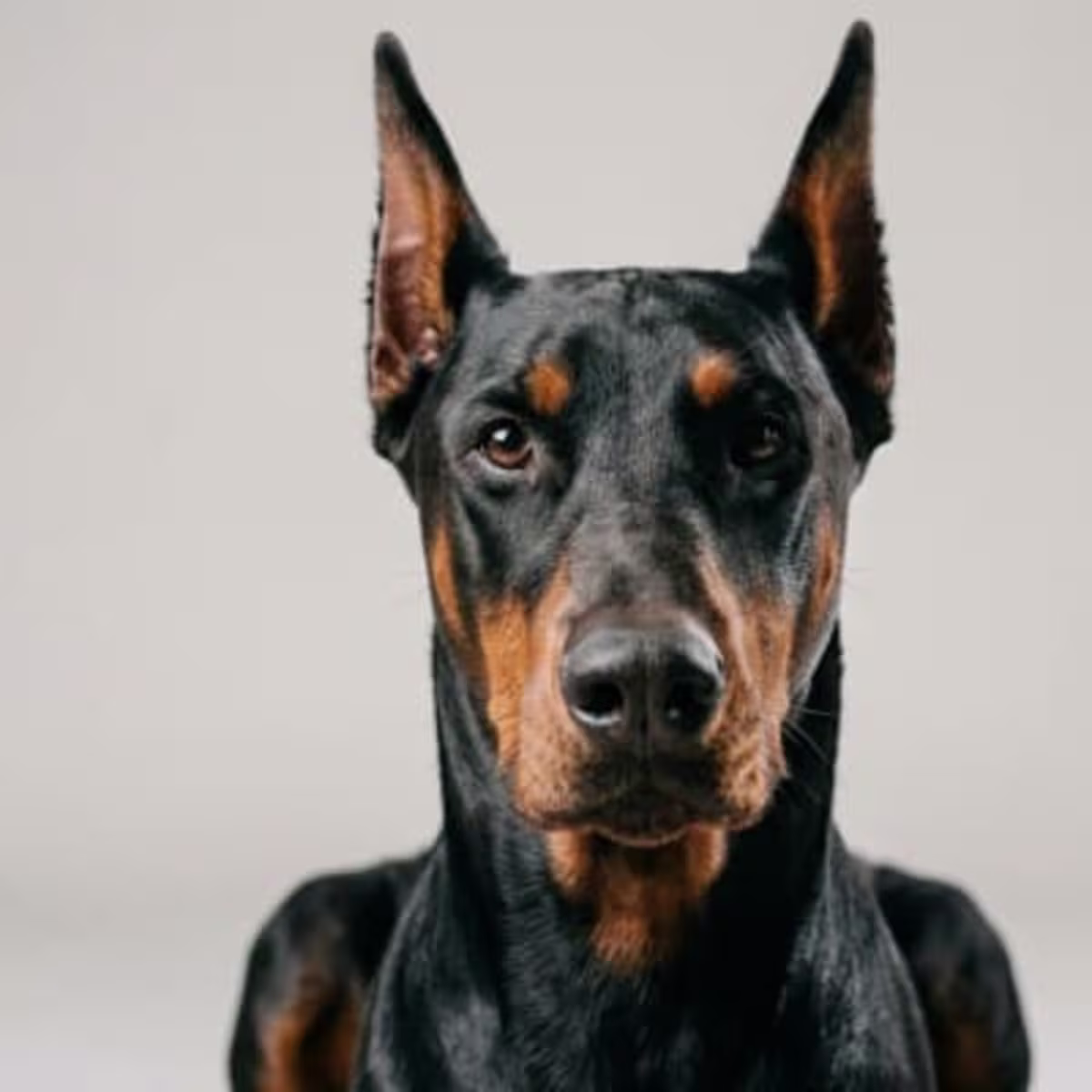 Doberman Pinscher for sale