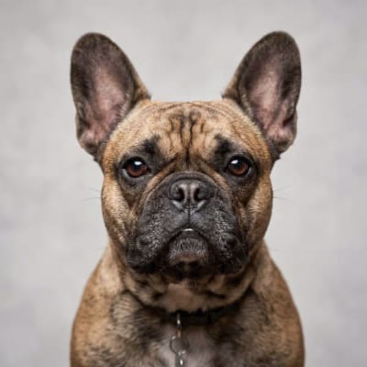 French Bulldog for sale