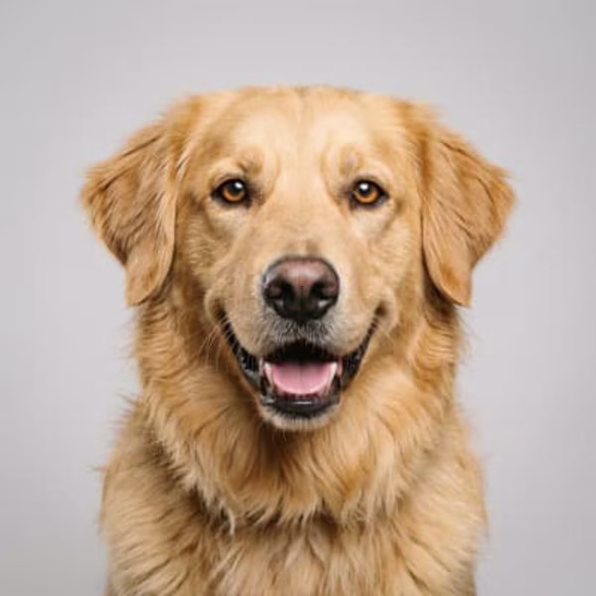 Golden Retriever Mix for sale