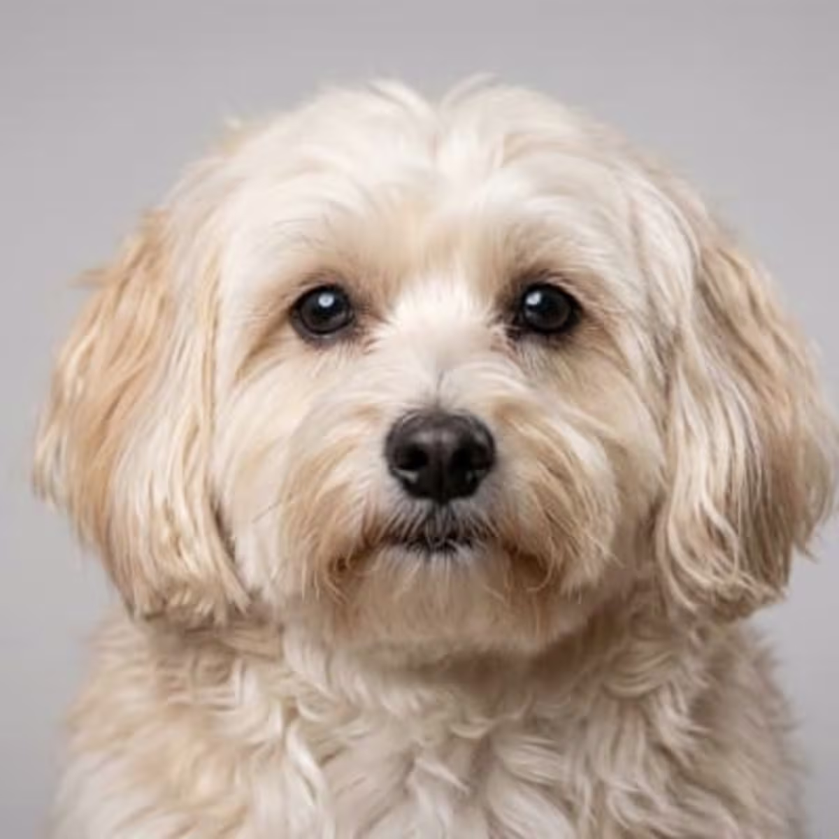 Havanese for sale