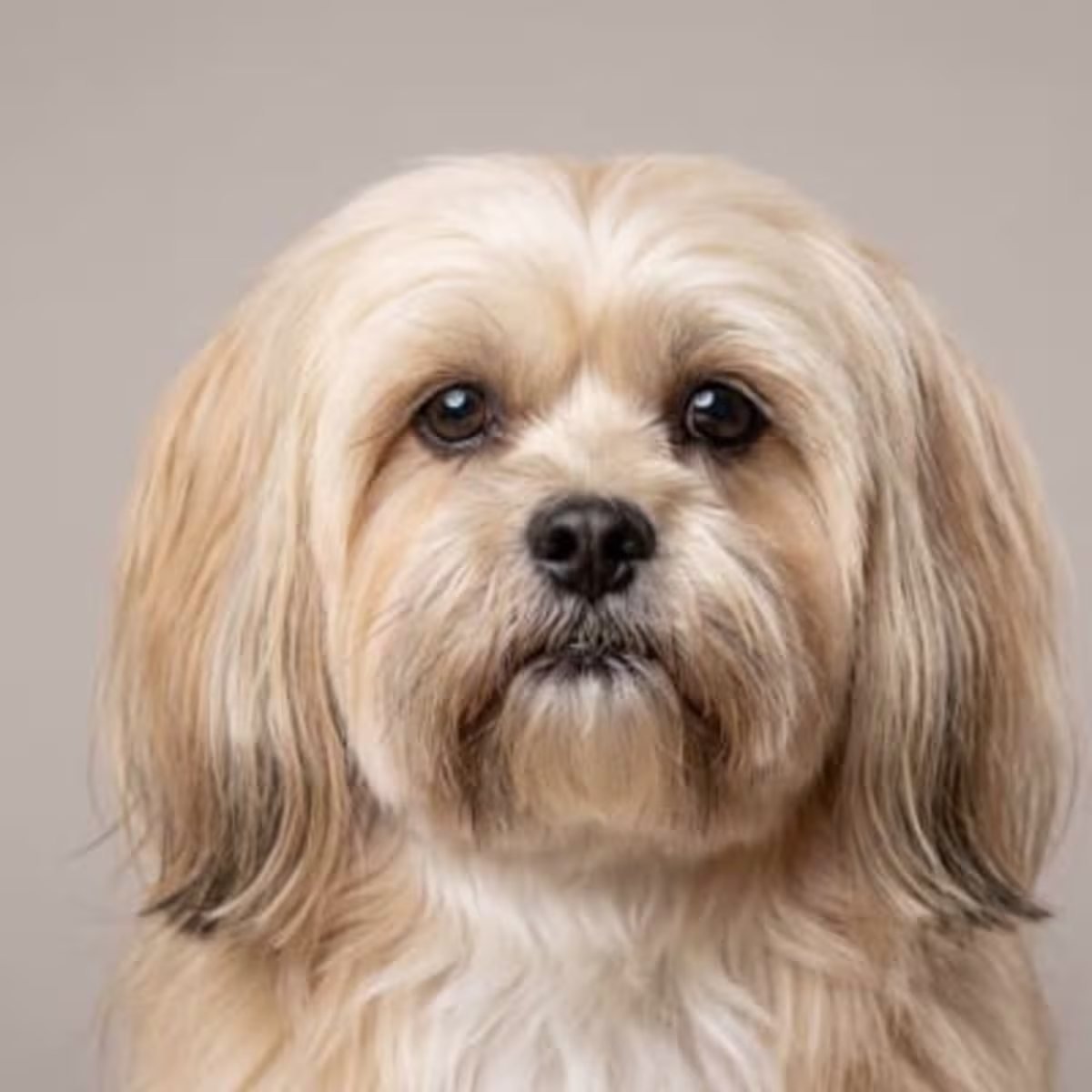 Lhasa Apso for sale