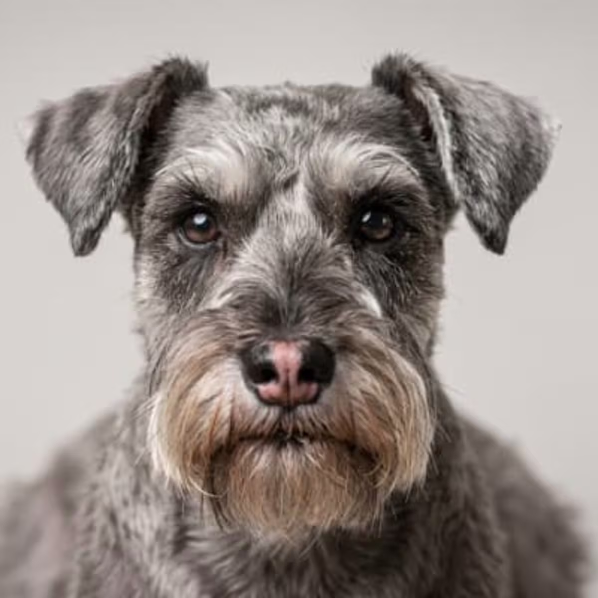 Miniature Schnauzer for sale