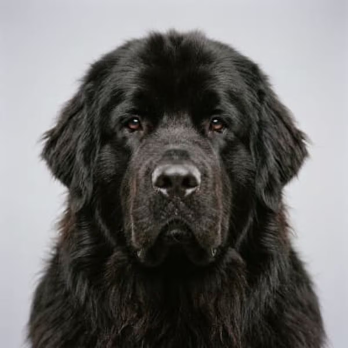 Newfoundland for sale
