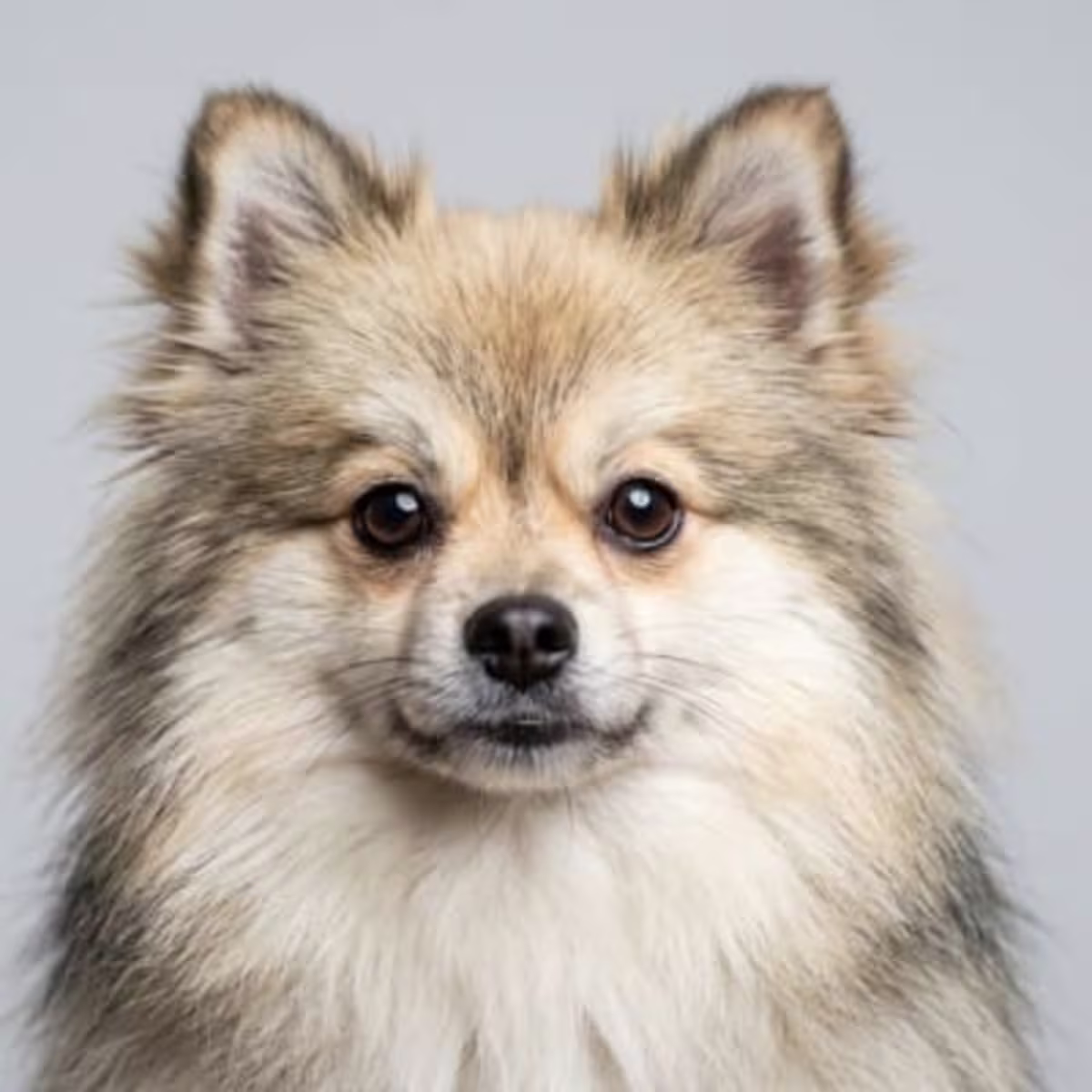 Pomeranian Mix for sale