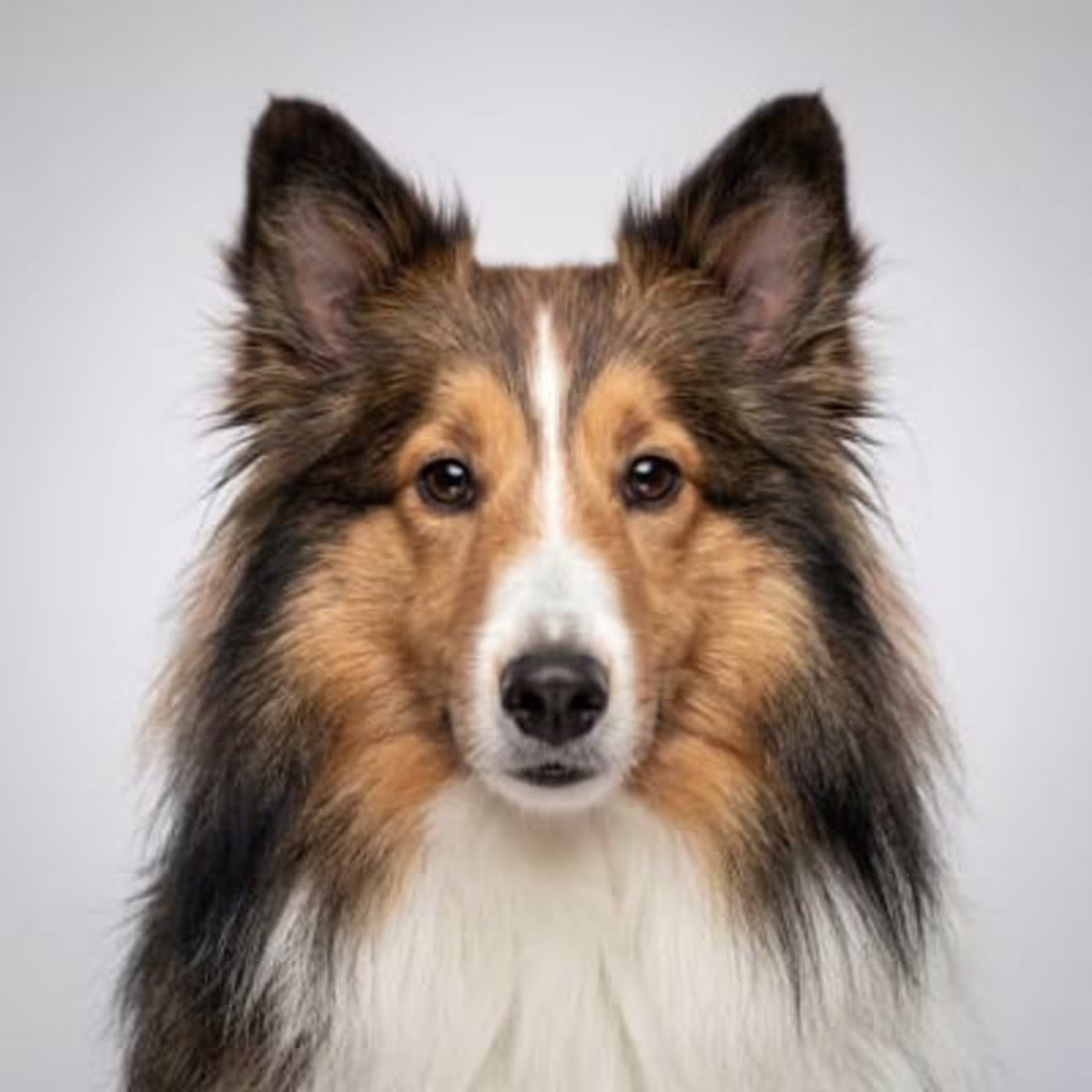 Shetland Sheepdog for sale