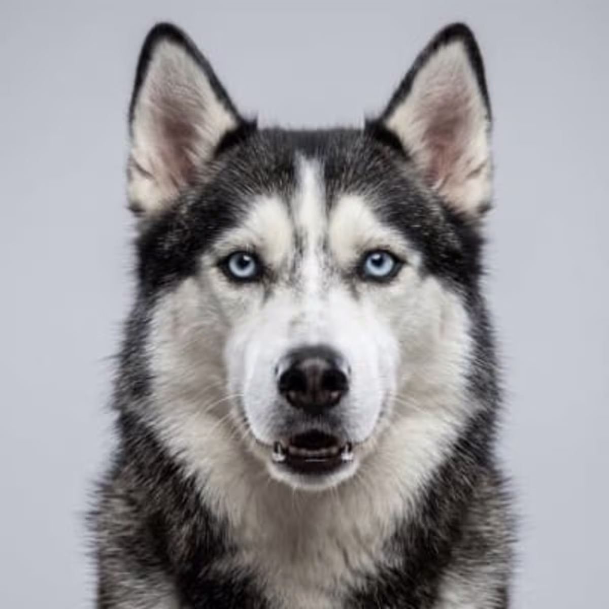 Siberian Husky for sale