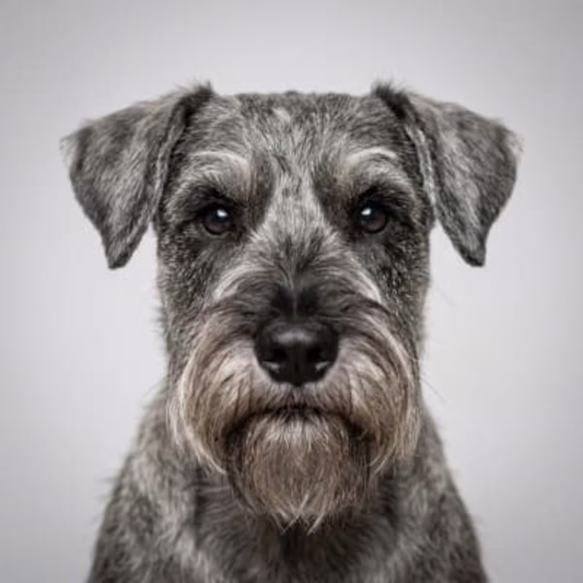 Standard Schnauzer for sale