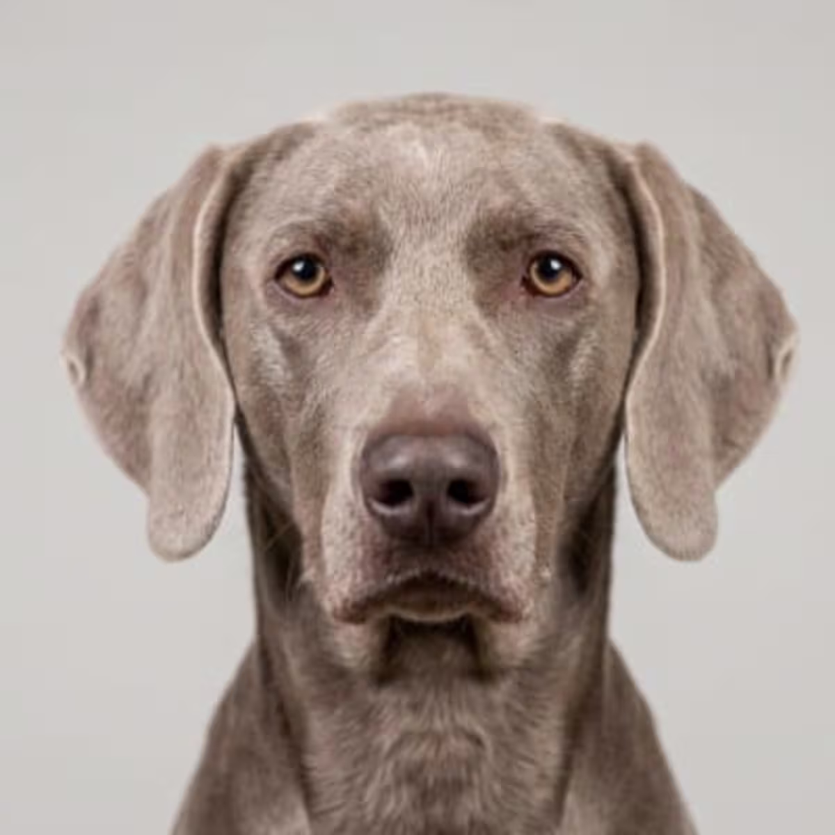 Weimaraner for sale