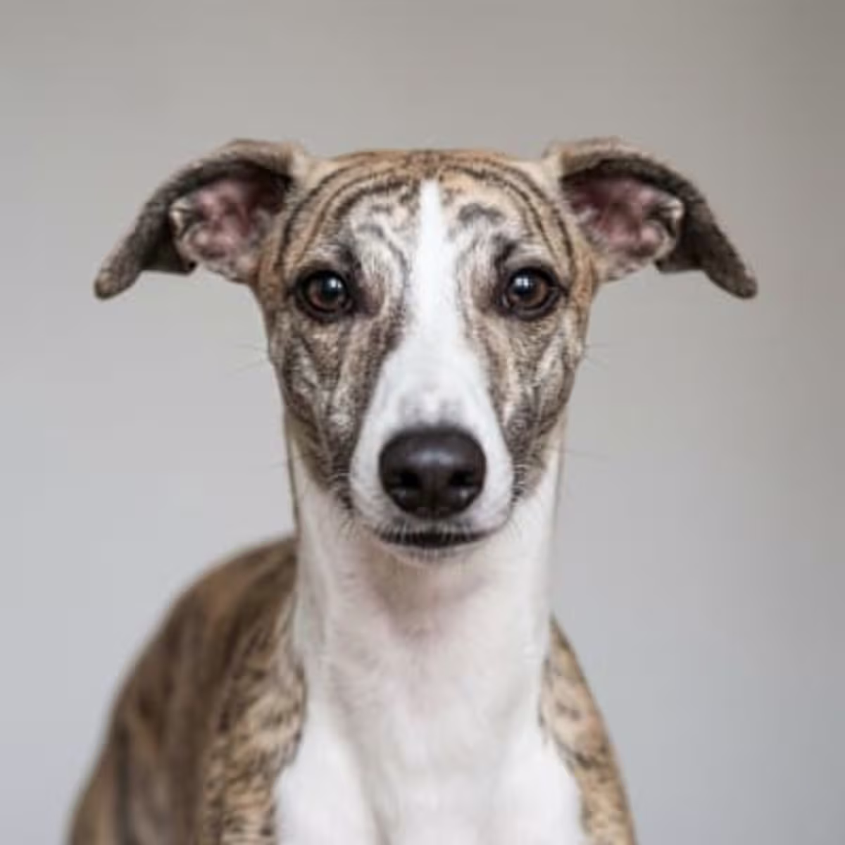 Whippet for sale