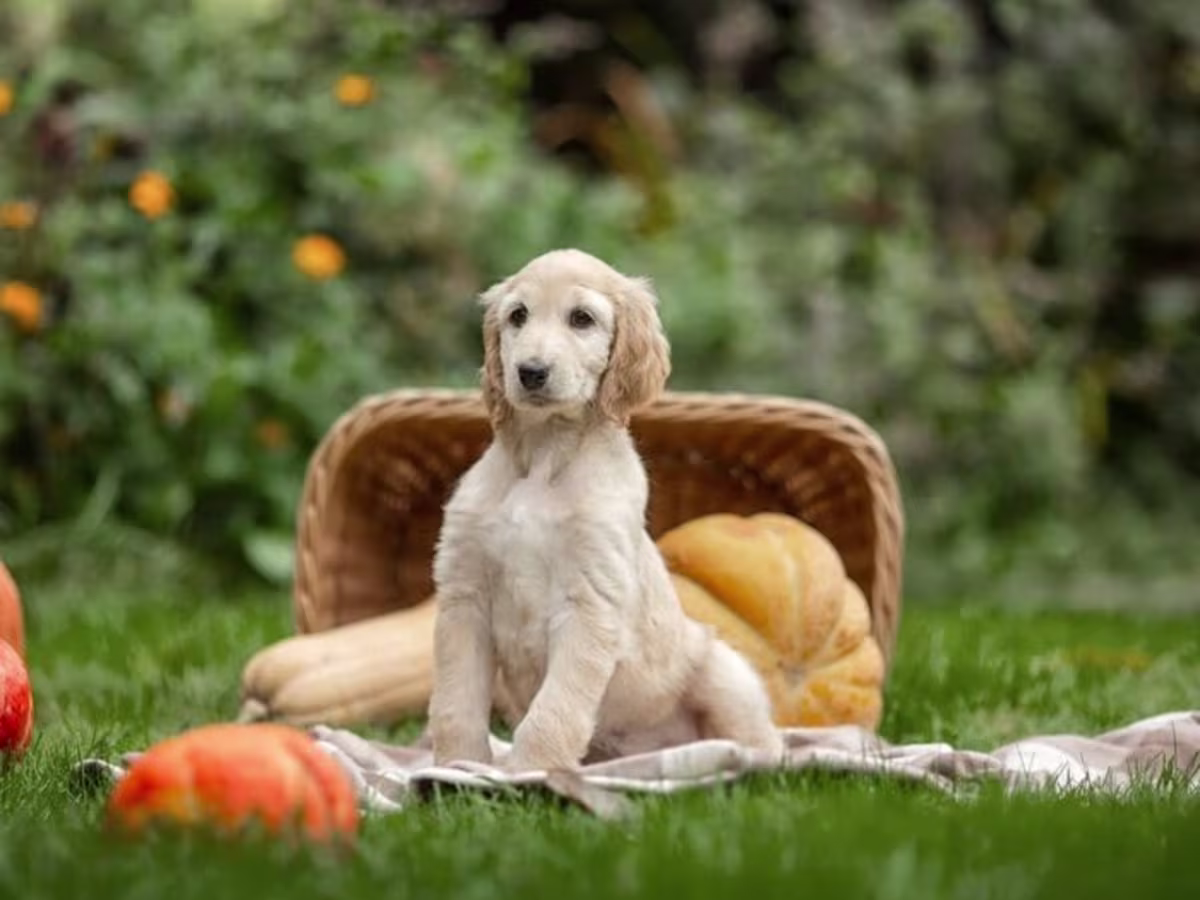 Afghan Hound Puppies