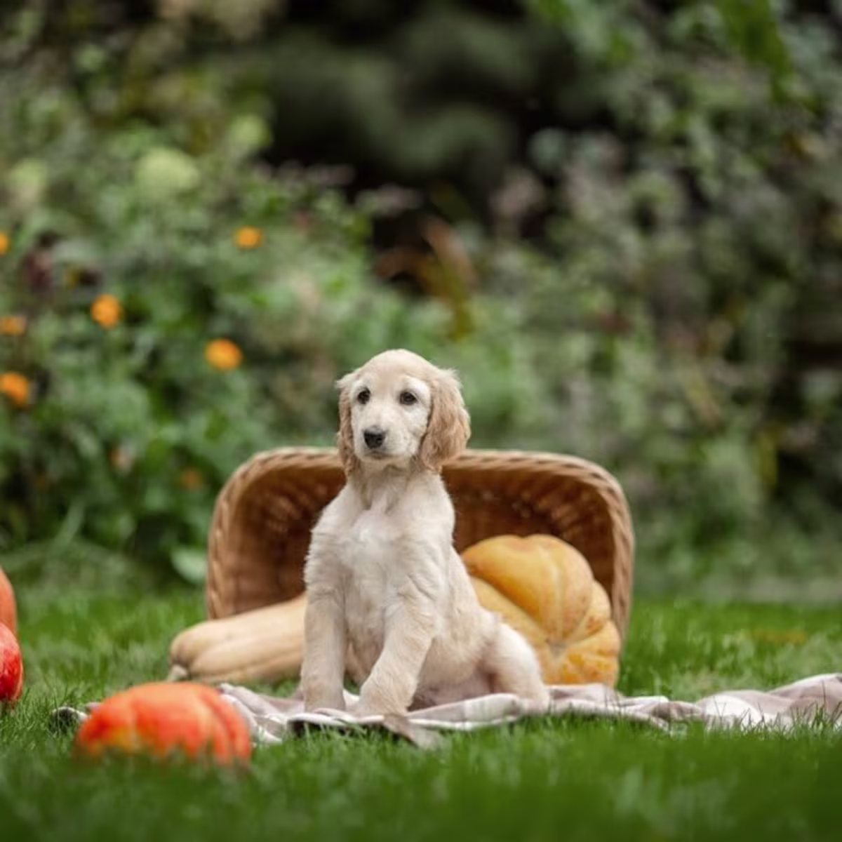 Afghan Hound Puppies