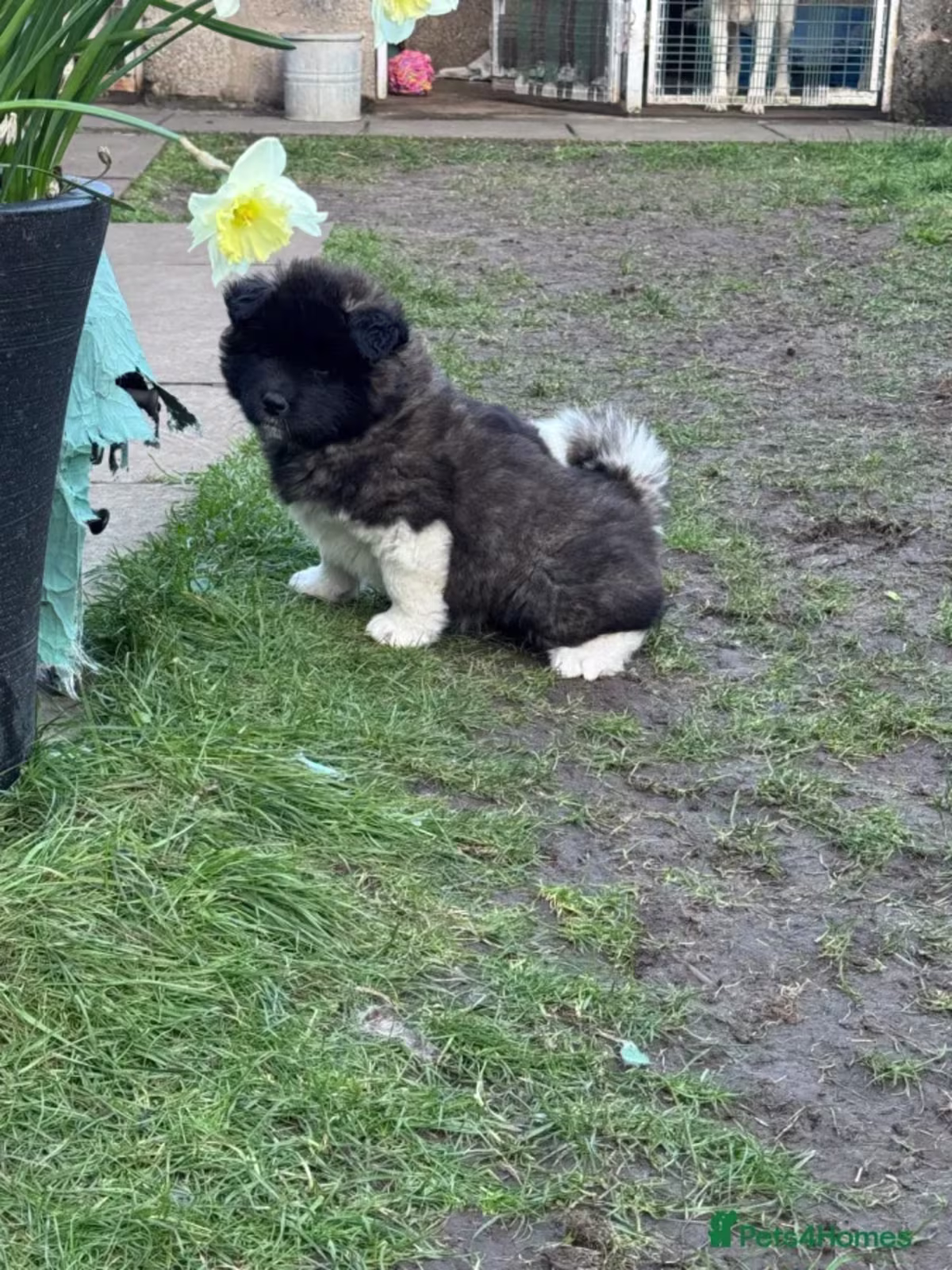 Kc reg Akita puppies