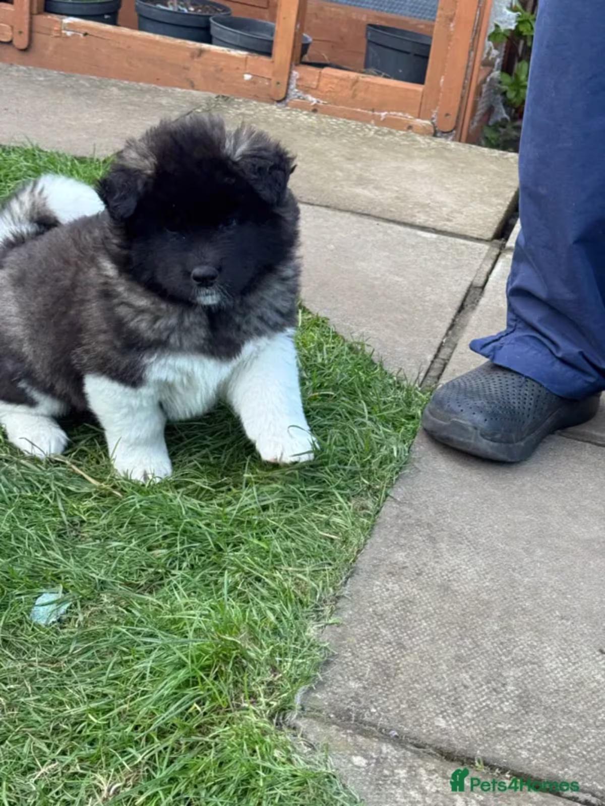 Kc Reg Akita Puppies