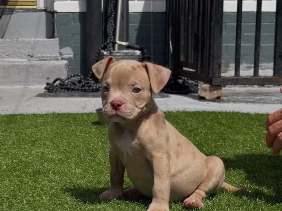 American bullies puppies