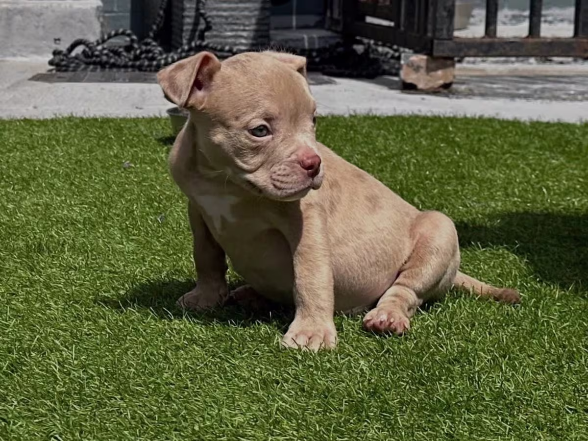 American Bully Puppies