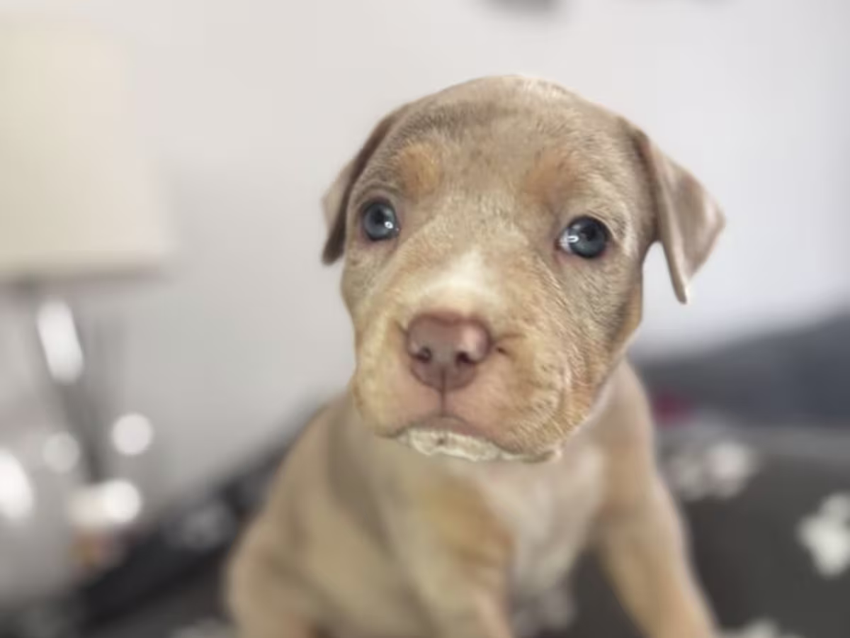 American bully pups