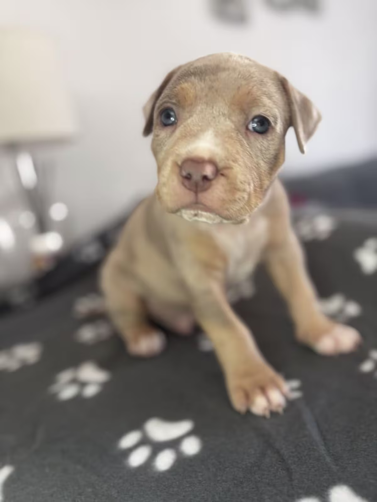 American bully pups