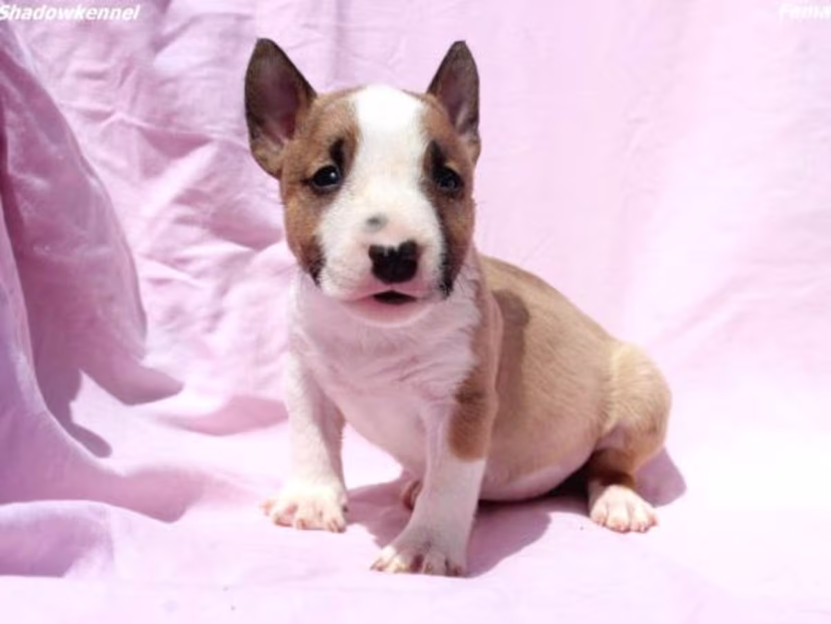 American bully puppies WhatsApp:( +63-945-135-8253 )